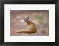Namibia, Keetmanshoop, Yellow Mongoose wildlife Fine Art Print