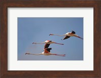 Namibia, Skeleton Coast, Lesser Flamingo tropical birds Fine Art Print