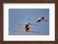 Namibia, Skeleton Coast, Lesser Flamingo tropical birds Fine Art Print
