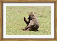 Olive Baboon, Papio anubis, Maasai Mara, Kenya. Fine Art Print