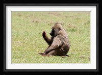 Olive Baboon, Papio anubis, Maasai Mara, Kenya. Fine Art Print