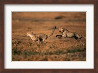 Pair of cheetahs running, Maasai Mara, Kenya Fine Art Print