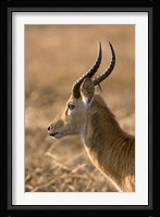 Puku, Busanga Plains, Kafue National Park, Zambia Fine Art Print