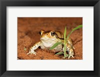 Red Toad, Mkuze Game Reserve, South Africa Fine Art Print