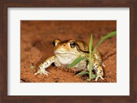 Red Toad, Mkuze Game Reserve, South Africa Fine Art Print