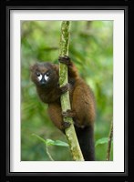 Primate, Red-bellied Lemur, Mantadia NP, Madagascar Fine Art Print