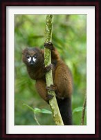 Primate, Red-bellied Lemur, Mantadia NP, Madagascar Fine Art Print