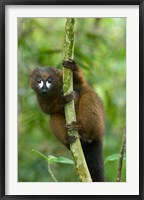 Primate, Red-bellied Lemur, Mantadia NP, Madagascar Fine Art Print