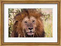 Old black maned male lion, Maasai Mara, Kenya Fine Art Print