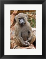Olive Baboon primate, Lake Nakuru National Park, Kenya Fine Art Print