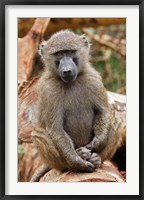 Olive Baboon primate, Lake Nakuru National Park, Kenya Fine Art Print