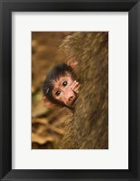 Olive Baboon primates, Lake Manyara NP, Tanzania Fine Art Print