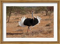Ostrich bird, Samburu National Game Reserve, Kenya Fine Art Print