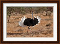 Ostrich bird, Samburu National Game Reserve, Kenya Fine Art Print