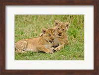 Pair of lion cubs playing, Masai Mara Game Reserve, Kenya Fine Art Print