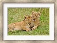 Pair of lion cubs playing, Masai Mara Game Reserve, Kenya Fine Art Print