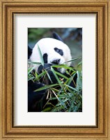 Panda bear, Panda reserve Fine Art Print