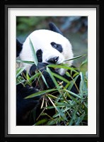 Panda bear, Panda reserve Fine Art Print