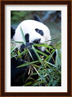 Panda bear, Panda reserve Fine Art Print