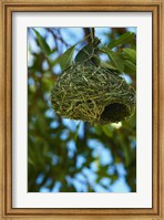 Southern masked weaver nest, Etosha NP, Namibia, Africa. Fine Art Print
