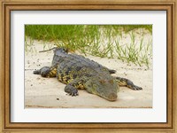 Nile crocodile, Chobe River, Chobe NP, Kasane, Botswana, Africa Fine Art Print