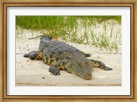 Nile crocodile, Chobe River, Chobe NP, Kasane, Botswana, Africa Fine Art Print