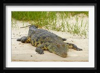 Nile crocodile, Chobe River, Chobe NP, Kasane, Botswana, Africa Fine Art Print