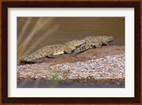 Nile Crocodiles on the banks of the Mara River, Maasai Mara, Kenya, Africa Fine Art Print