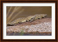 Nile Crocodiles on the banks of the Mara River, Maasai Mara, Kenya, Africa Fine Art Print