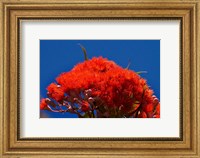 Orange flowers on Table Mountain, Cape Town, South Africa Fine Art Print