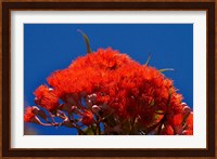 Orange flowers on Table Mountain, Cape Town, South Africa Fine Art Print