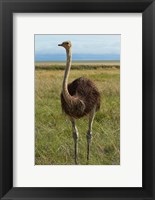 Ostrich, Etosha National Park, Namibia Fine Art Print