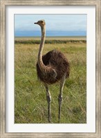 Ostrich, Etosha National Park, Namibia Fine Art Print