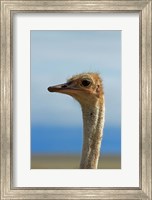 Ostrich, Struthio camelus, Etosha NP, Namibia, Africa. Fine Art Print