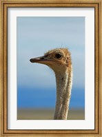 Ostrich, Struthio camelus, Etosha NP, Namibia, Africa. Fine Art Print