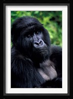 Close up of Mountain Gorilla, Rwanda Fine Art Print