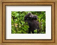 Gorilla carrying baby, Volcanoes National Park, Rwanda Fine Art Print