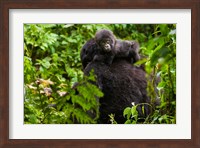 Gorilla carrying baby, Volcanoes National Park, Rwanda Fine Art Print