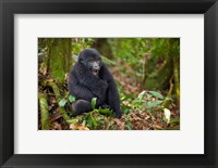 Mountain gorilla yawning, Volcanoes National Park, Rwanda Fine Art Print