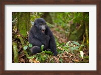 Mountain gorilla yawning, Volcanoes National Park, Rwanda Fine Art Print