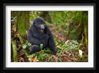 Mountain gorilla yawning, Volcanoes National Park, Rwanda Fine Art Print