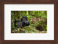 Close up of Mountain gorillas, Volcanoes National Park, Rwanda. Fine Art Print