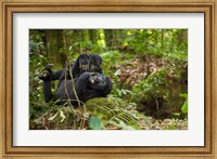 Close up of Mountain gorillas, Volcanoes National Park, Rwanda. Fine Art Print