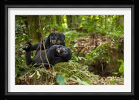 Close up of Mountain gorillas, Volcanoes National Park, Rwanda. Fine Art Print
