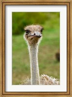 Ostrich, Lake Nakuru National Park, Kenya Fine Art Print