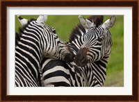 Plains zebras, Ngorongoro Conservation Area, Tanzania Fine Art Print