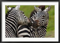 Plains zebras, Ngorongoro Conservation Area, Tanzania Fine Art Print