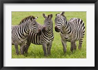Three Plains zebras, Tanzania Fine Art Print