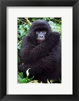 Mountain Gorilla preening, Group 11, Rwanda Fine Art Print