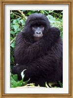 Mountain Gorilla preening, Group 11, Rwanda Fine Art Print